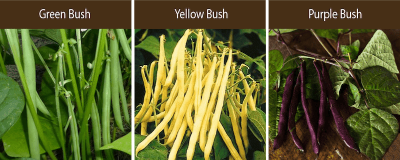 green bush bean yellow bush bean purple bush bean varieties